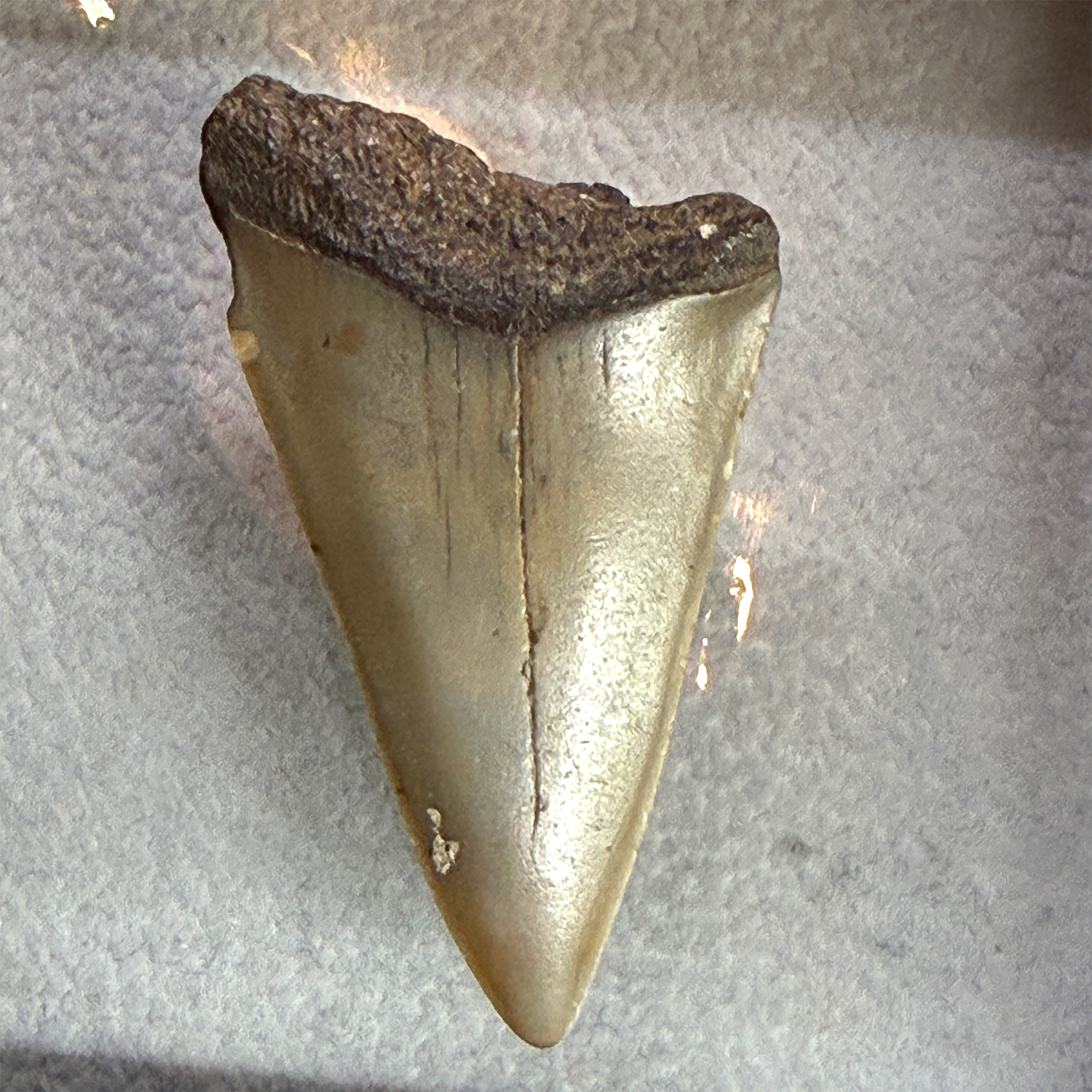 A single triangular fossil tooth or shark-tooth specimen with a dark textured top edge and a smooth beige-to-cream lower surface, photographed on a light gray textured surface.