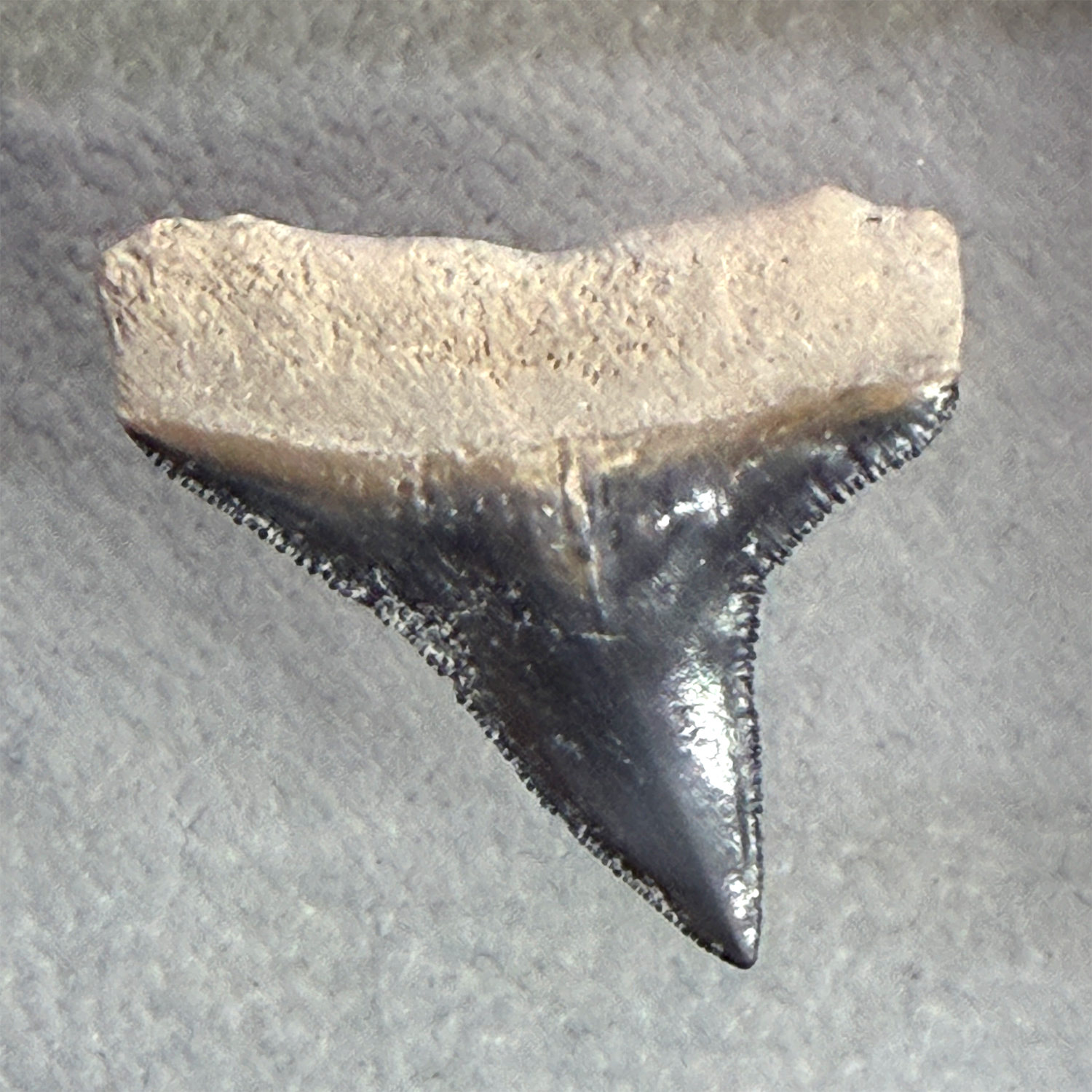 A prehistoric shark tooth fossil specimen, showing a dark, glossy black lower section and a textured, light beige upper section, photographed on a textured gray background.