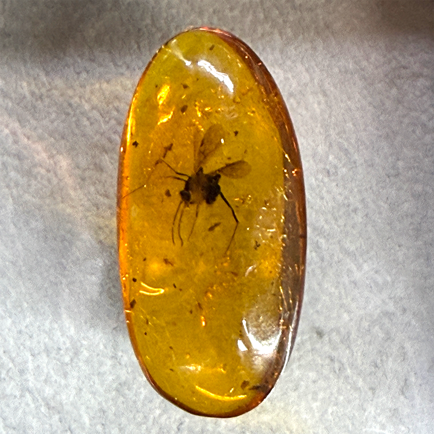 An oval-shaped amber cabochon containing a preserved insect, photographed on a textured light gray background.