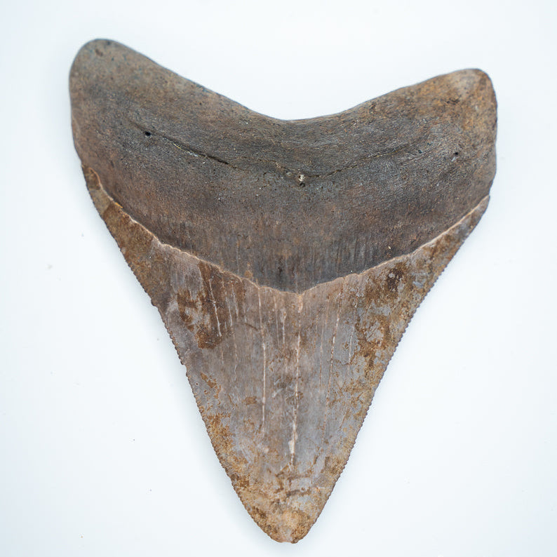 Fossilized shark tooth on a white background megalodon