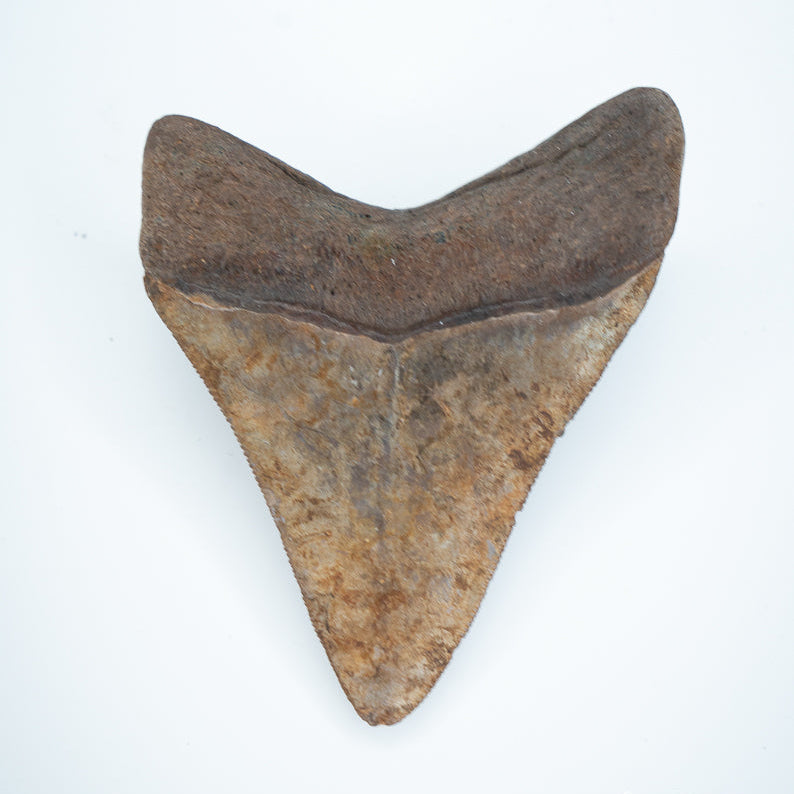 Fossilized shark tooth on a white background megalodon