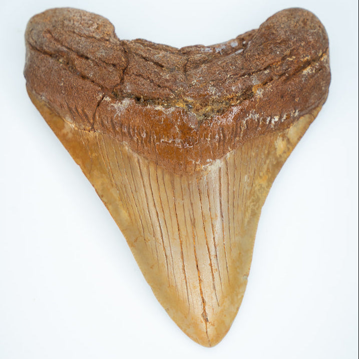 Fossilized shark tooth on a white background megalodon