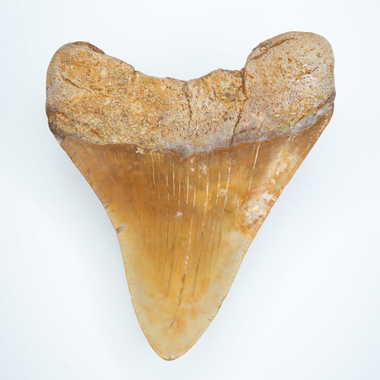 Fossilized shark tooth on a white background megalodon