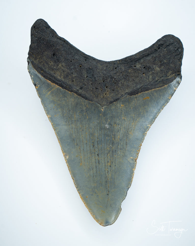 Fossil Megalodon Shark tooth