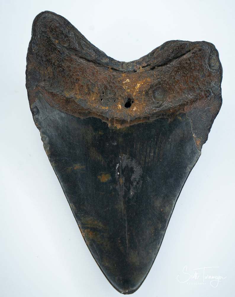Fossil Megalodon Tooth