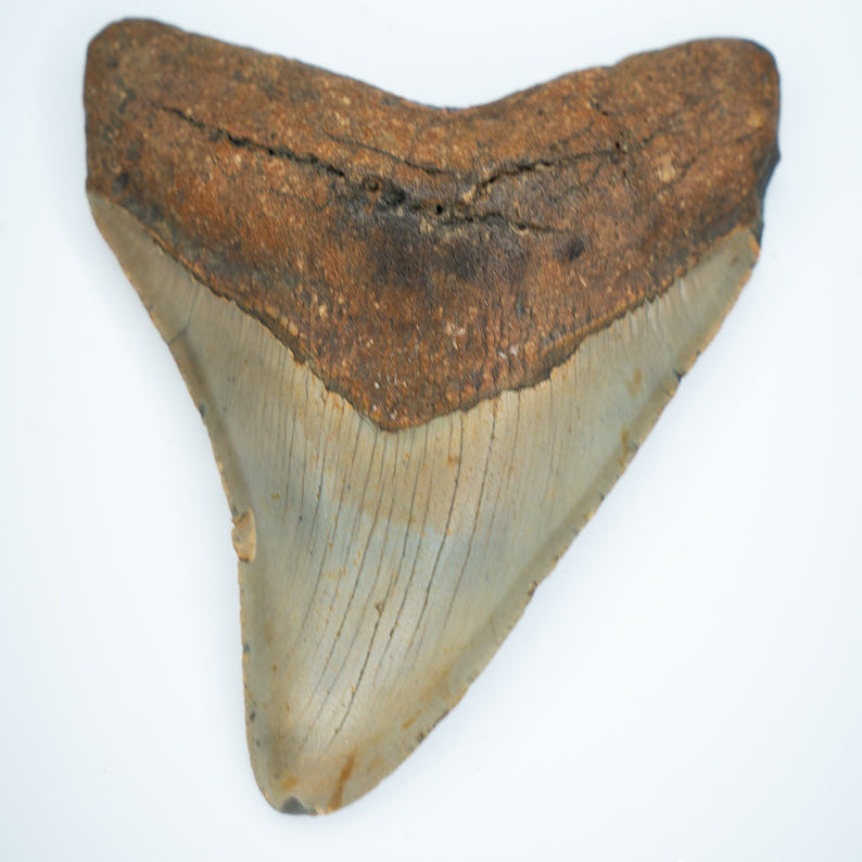 Fossilized shark tooth on a white background