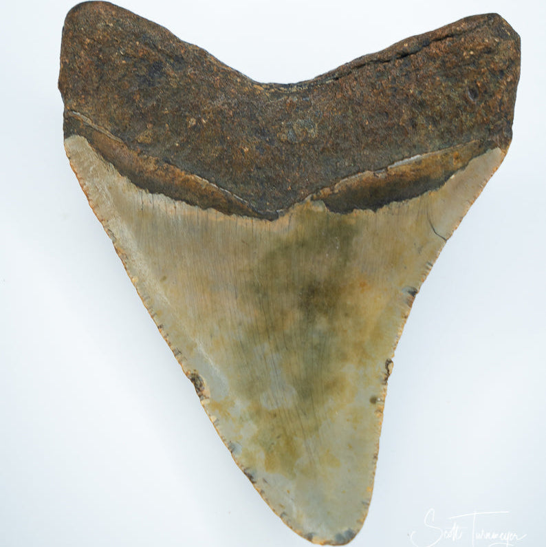 Fossil Megalodon Tooth