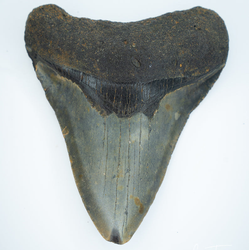 Fossilized shark tooth on a white background