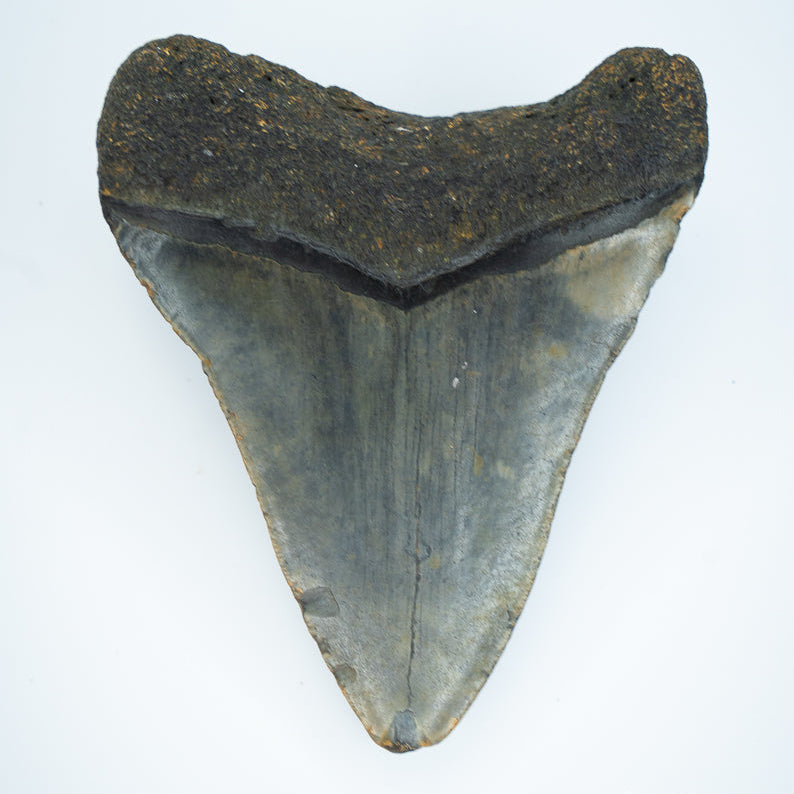 Fossil Megalodon Tooth