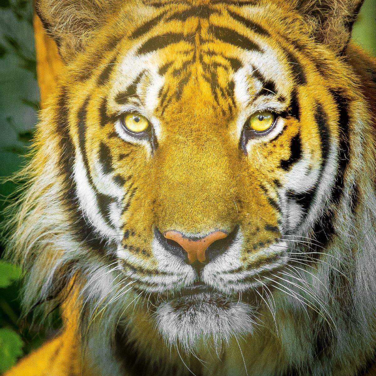 Tiger Pop Socket - Turnmeyer Galleries