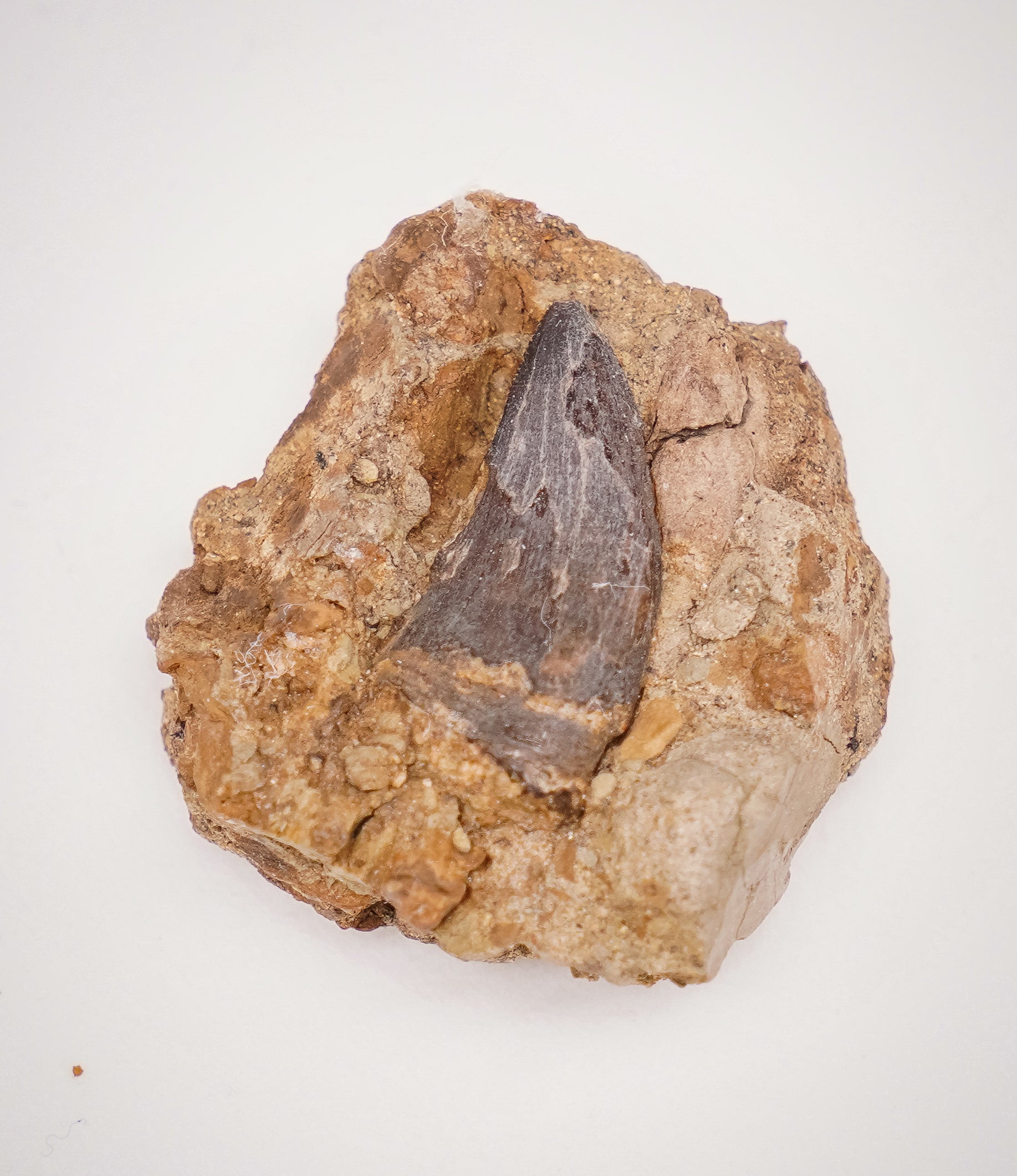 Nano Tyrannus Tooth Fossil
