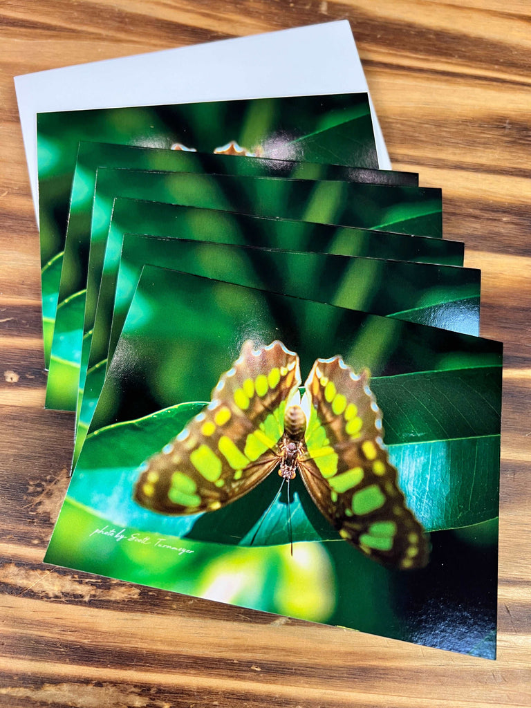 Butterfly Note or Greeting Cards by Scott Turnmeyer (6pk)