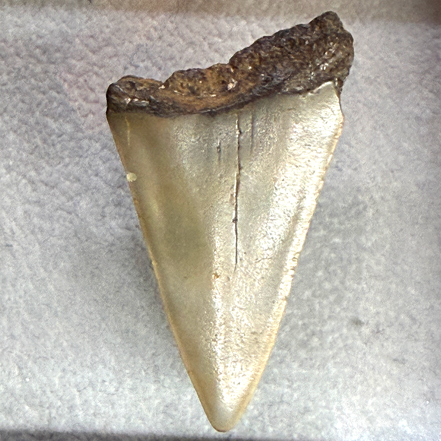 A single fossilized shark tooth specimen with a rough dark brown to black matrix at the top and a smooth, off-white to beige tooth body, photographed on a light gray textured surface.