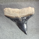 A prehistoric shark tooth fossil specimen, showing a dark, glossy black lower section and a textured, light beige upper section, photographed on a textured gray background.