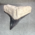 A prehistoric shark tooth fossil specimen with a textured beige upper section and a dark gray to black serrated lower blade, shown on a textured gray background.