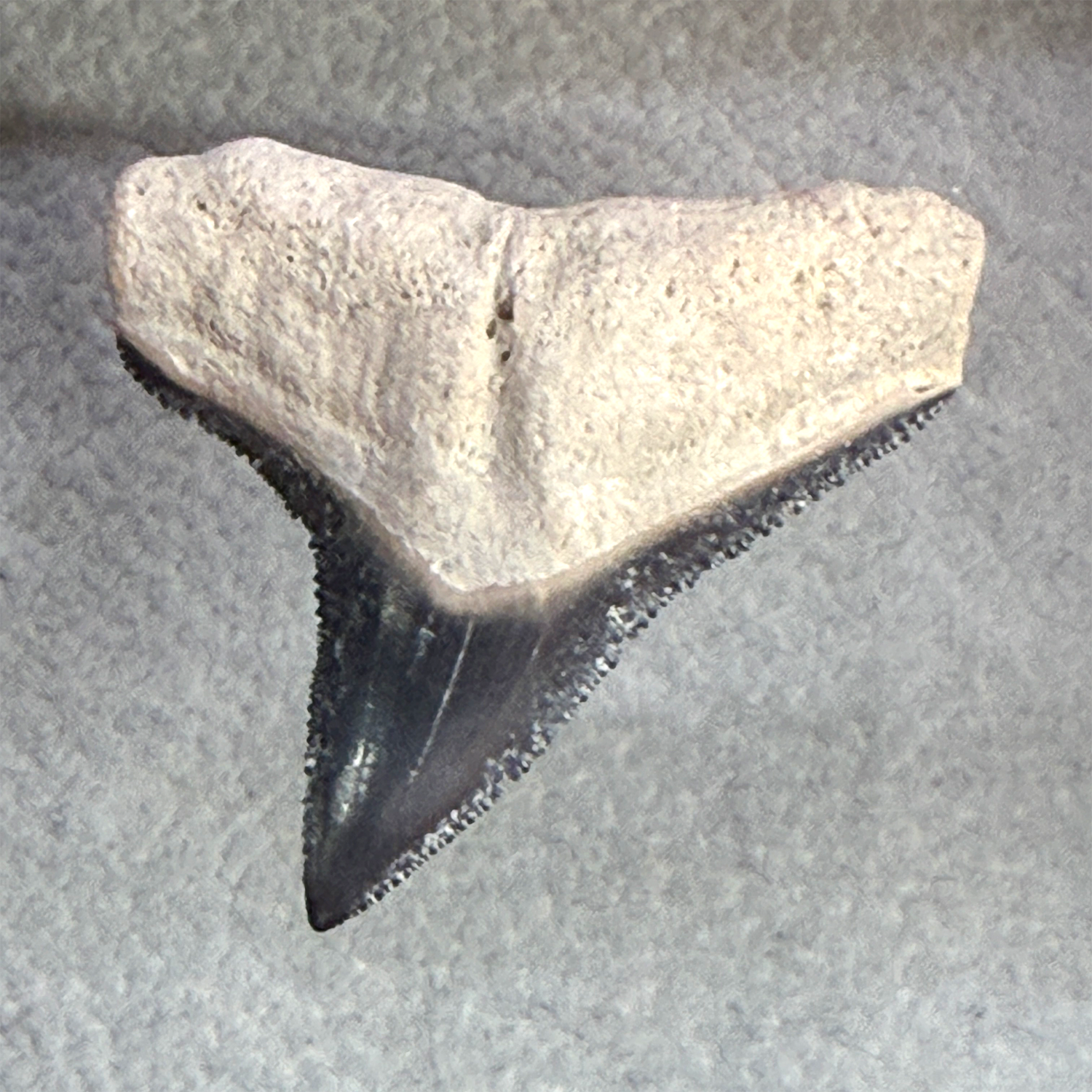 A prehistoric shark tooth fossil specimen with a textured beige upper section and a dark gray to black serrated lower blade, shown on a textured gray background.
