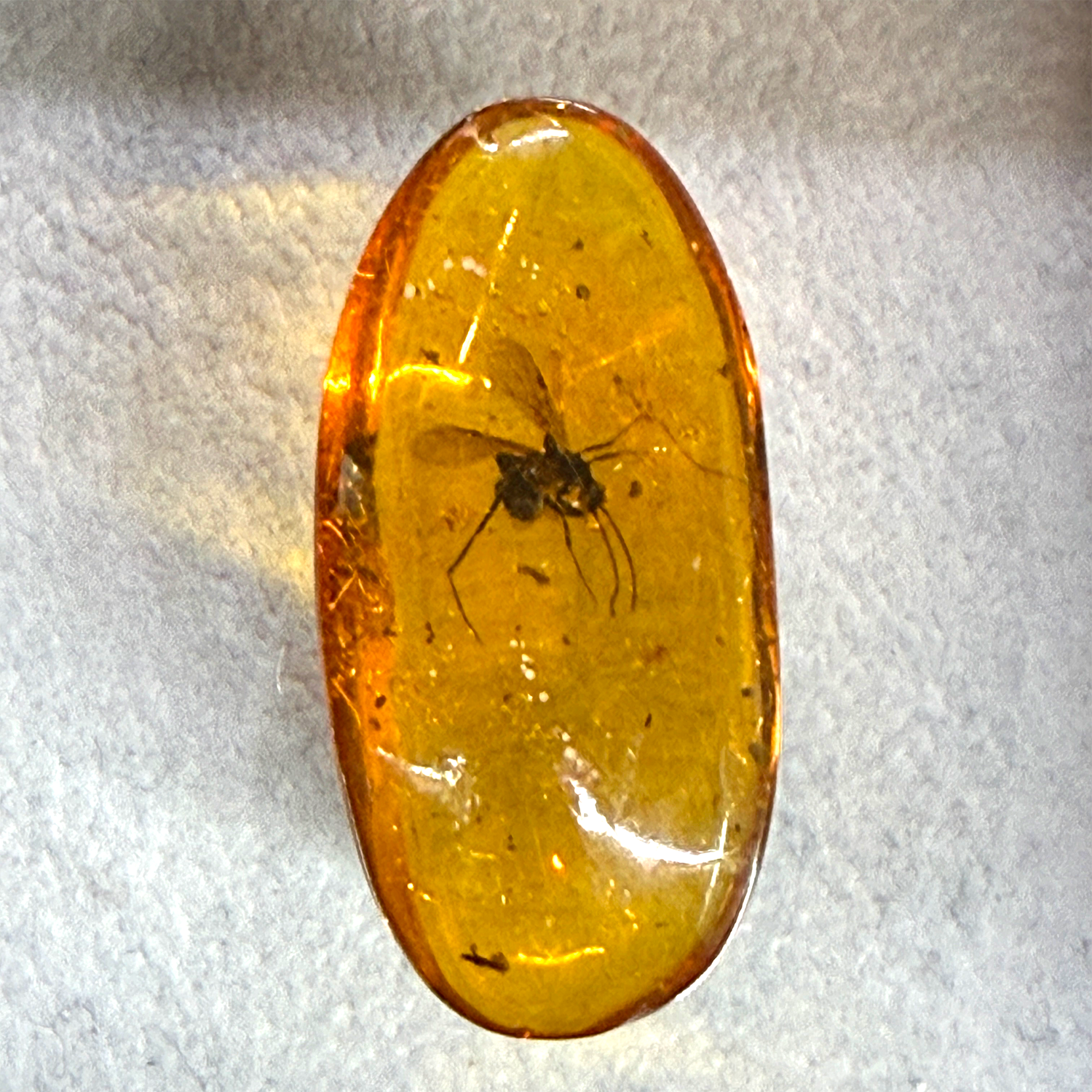An oval amber cabochon containing a preserved insect, photographed on a white textured background.