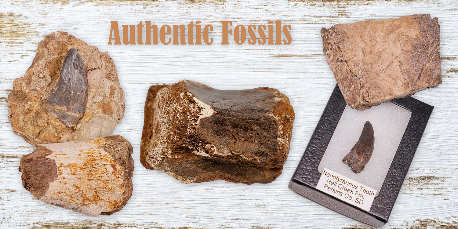 Collection of natural fossils displayed together, showcasing ancient marine life preserved in stone