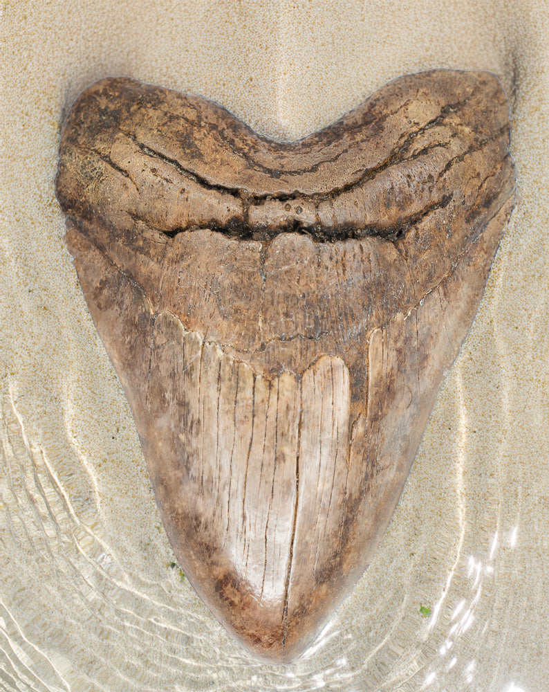 Authentic Megalodon and Shark Teeth
