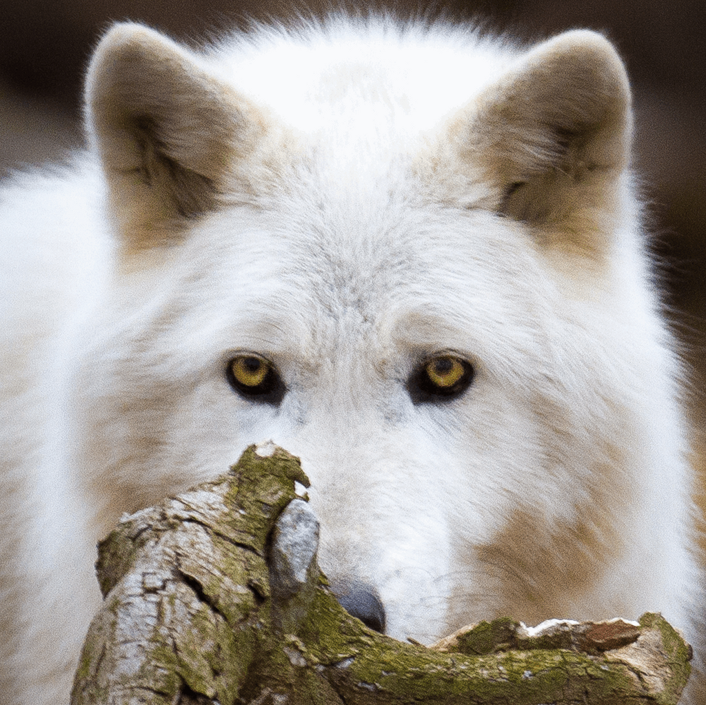 Arctic Wolf Photographic Coaster