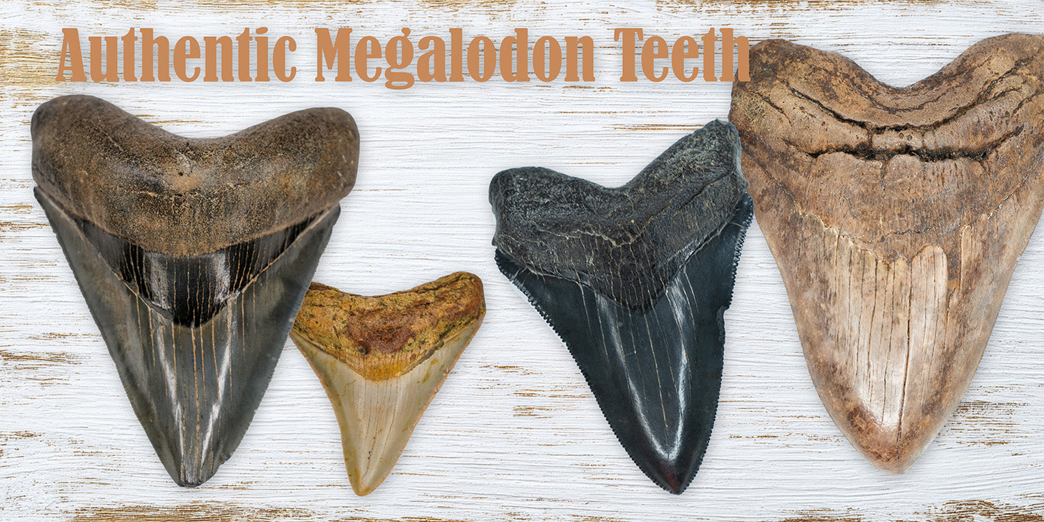 Collection of fossilized megalodon shark teeth displayed together, highlighting their large size and natural serrated edges