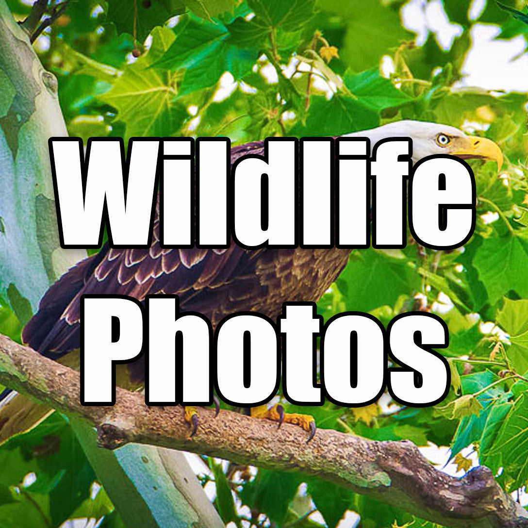 View All Wildlife Photography by Scott Turnmeyer