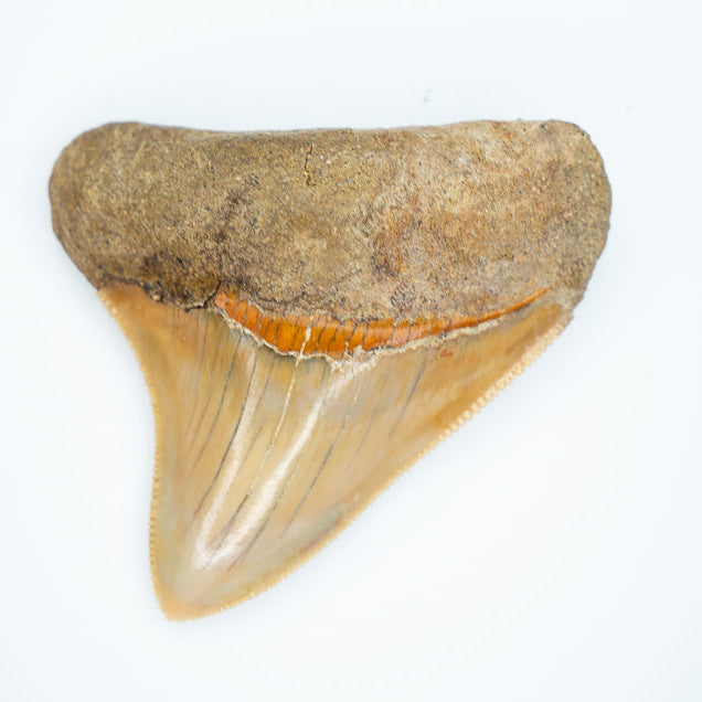 Fossilized shark tooth on a white background megalodon