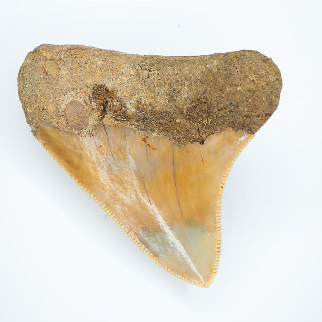 Fossilized shark tooth on a white background megalodon