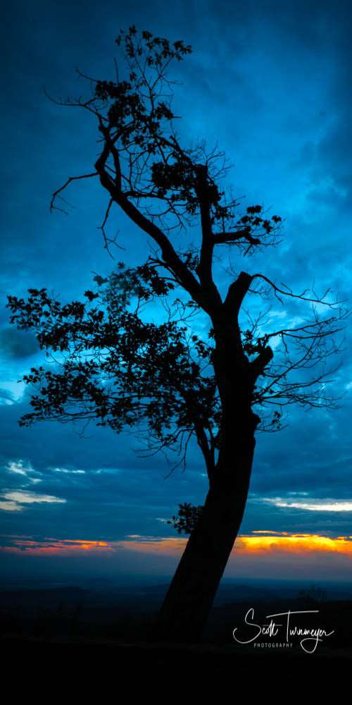 Blue Tree Fine Art Landscape Photography Print
