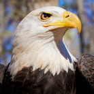Bald Eagle Photographic Coaster - Turnmeyer Galleries
