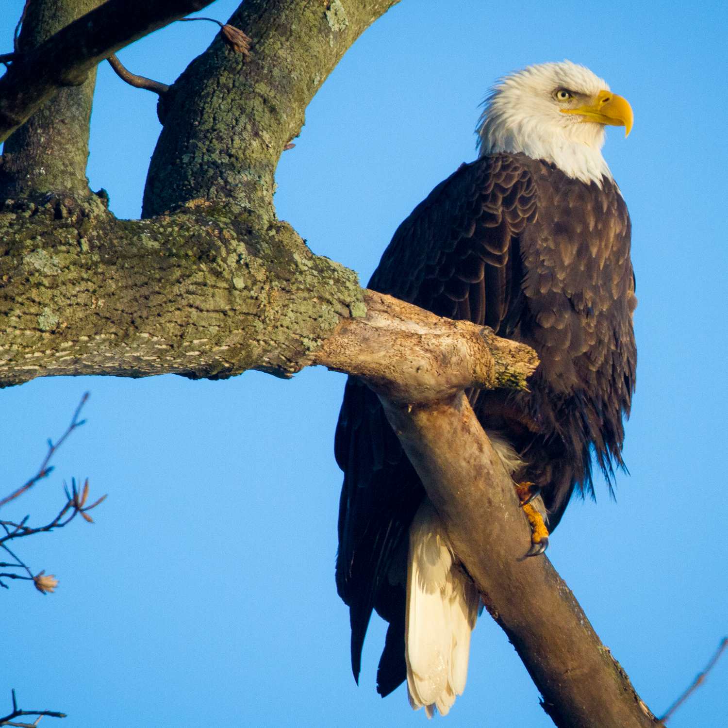 Bald Eagle In Tree Photographic Coaster - Turnmeyer Galleries