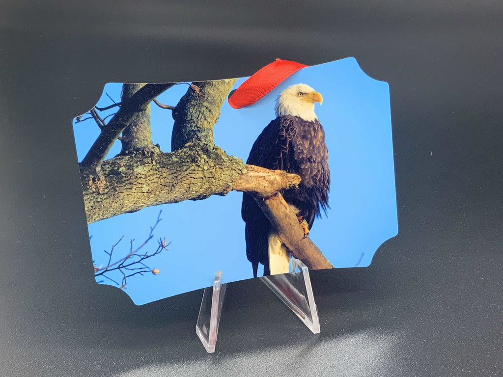 Bald Eagles Metal Photo Ornament - Turnmeyer Galleries