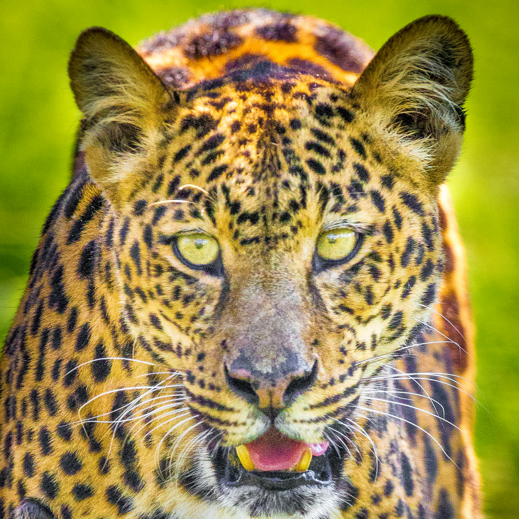 Leopard Photographic Coaster - Turnmeyer Galleries