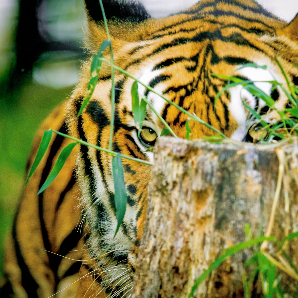 Peeking Tiger Photographic Coaster - Turnmeyer Galleries