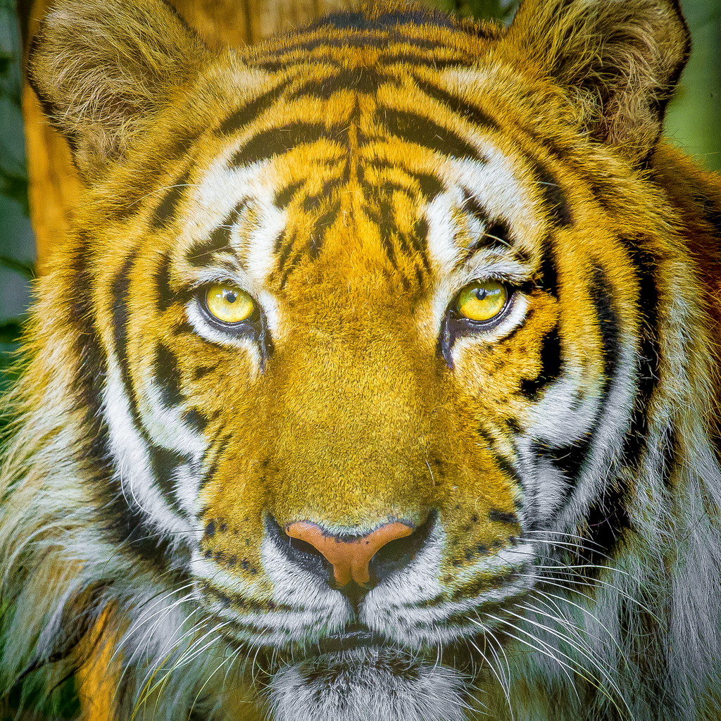 Tiger Portrait Photographic Coaster - Turnmeyer Galleries